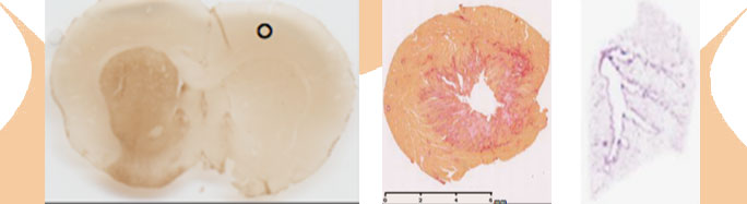 lamelle - New services from SYNCROSOME