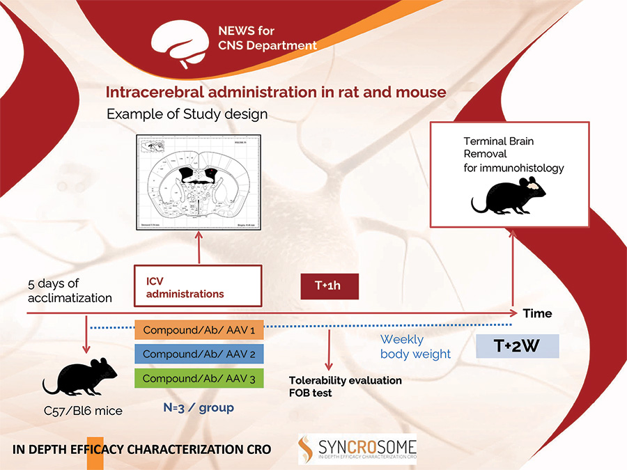 schema icv rodent - Intracerebral administration in rat and mouse